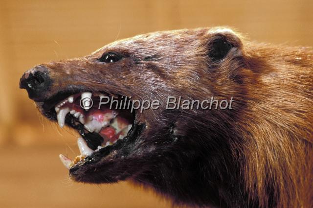 norvege 20.JPG - Glouton naturaliséCarcajou (Gulo gulo)Norvège